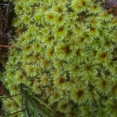 Lichens and moss
